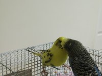 Sağlıklı Çift Muhabbet Kuşu