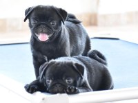 Pug Cinsi Yavrularımız