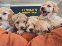 En güzel maltipoo yavruları ankara mağazamızda canlı görün