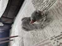 Bu British Shorthair Melezi Olan Güzelliği Kim Sahiplenmek İster?