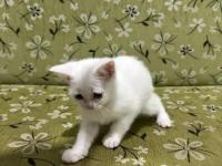 2 Aylık Erkek Beyaz British Shorthair