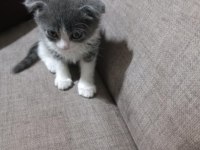 2 aylık scottish fold dişi acil
