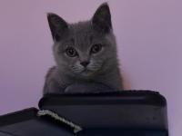 Turşu kız british shorthair 7 aylık her şeyi tam