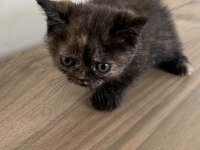 2 Aylik İran Kedisi