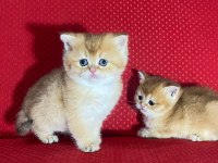 Golden British Shorthair Dişi Yavrular