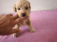 Maltipoo Bebek Köpekler