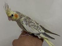 Sultan Papağanı Sahiplendirilecek Kuşumuz