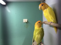 2 takım garantili damızlık sevda papağanı