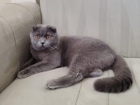 Ücretsiz sahiplendirilecek scottish fold