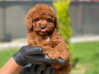 Toy Poodle Yavrusu Köpekler