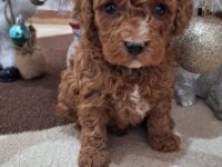 Oyuncak Kahverengi Poodle Bebekler