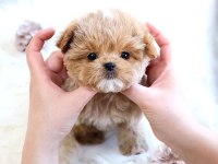 Toy Poodle Köpeklerim