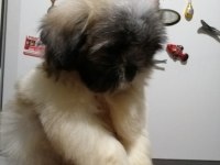 Shih Tzu Dişi Bebeklerimiz