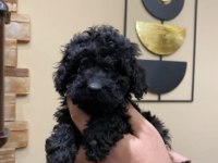 Siyah Toy Poodle Yavrularımız