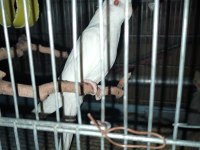 Yeni Yeme Düşen Sultan Papağanları