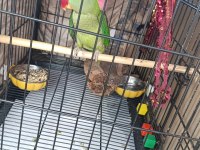 Alexander Papağanımız