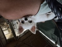 4 Aylık Safkan Erkek Şivava