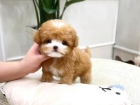 Show Düzeydeki Toy Poodle Bebeklerim
