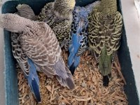 Kaliteli muhabbet yavrular ele alıştırmalık konuşturmalık