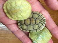 Su kaplumbağaları ve tüm malzemeleri aynı gün adrese teslim