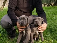 Cane Corso Erkek Yavrumuz