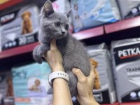 A kalite british kediler