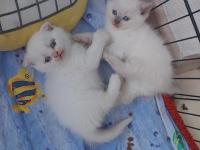 Yavru Bluepoint British Shorthair