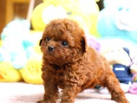Toy Poodle Köpeklerim