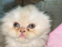 Dişi İran Persian 1.5 Aylık
