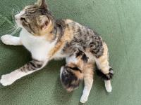 Tatlış Bebek Kedilere Yuva Arıyorum