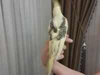 3 Aylık Erkek Sultan Papağanı