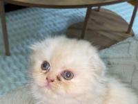 Dişi İran Persian 1.5 Aylık