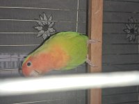 Cennet Papağanı Çifti