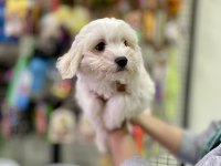 Pamuk Gibi Maltese Terrier Yavrumuz
