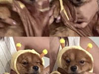 Tilki Suratlı Pomeranian