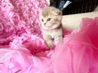 3 Adet Dişi Kedimiz