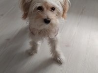 6 Bucuk Aylık Aşılı Dişi Maltipoo Yavru