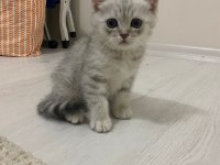 British Scottish Yavrularım