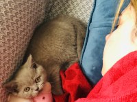 British Shorthair Kül Rengi Yavru Kedimiz