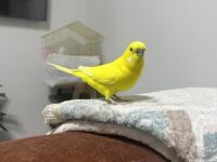 Çok alışkın konuşan elden koldan inmez muhabbet kuşu