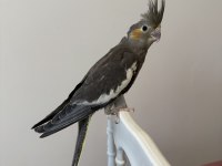 Sultan Papağanı Sahiplendirilecektir