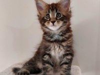 Safkan maine coon yavruları full şecereli ünvanlı ebeveynlerden