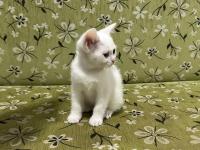 2 Aylık Erkek Beyaz British Shorthair