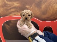 Babyface Maltipoo Yavrularımız