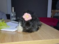 Kafesi Ve Eşyalarıyla Guinea Pig