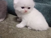 Scottish fold kedisi