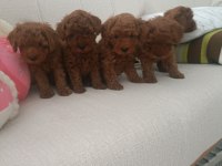 Sizin De Böyle Oyuncu Sağlıklı Poodle Dostunuz Olsun