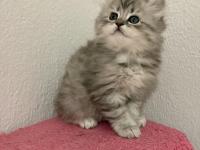 Güzeller güzeli british çocuklarımız