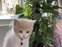 2.5 Aylık Yavru Anne Scottish Baba British