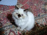 Çikolata point longhair kedimiz